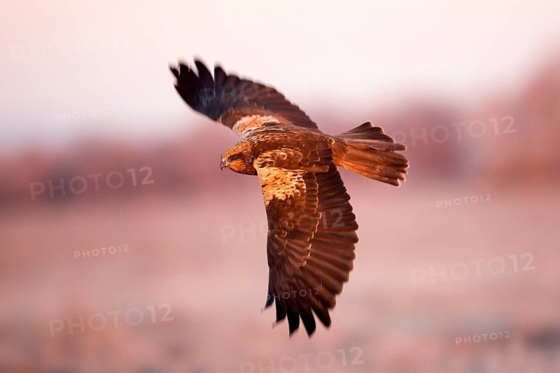 Western Marsh Harrier (Circus aeruginosus) female flying, Castile-La Mancha, Spain