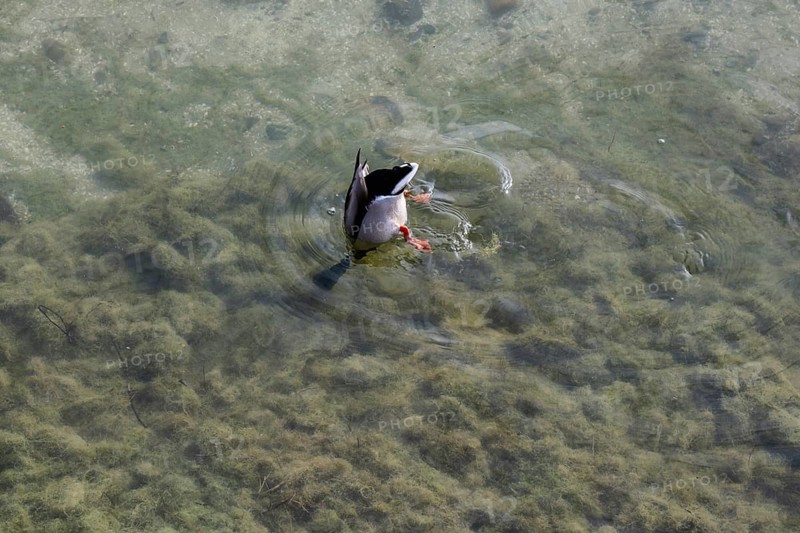 A mallard is looking for food at the bottom of the lake, Lake Constance, Baden-Württemberg, Germany