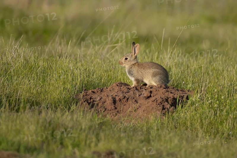 Rabbit (Oryctolagus cuniculus) juvenile baby bunny animal on a mole hill in grassland in summer, Suffolk, England, United Kingdom