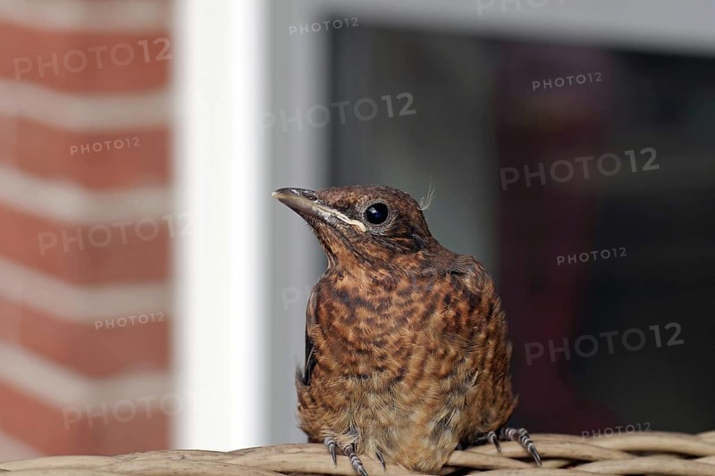 Blackbird (Turdus merula), juvenile, close-up, fledged, young blackbird on its first outing