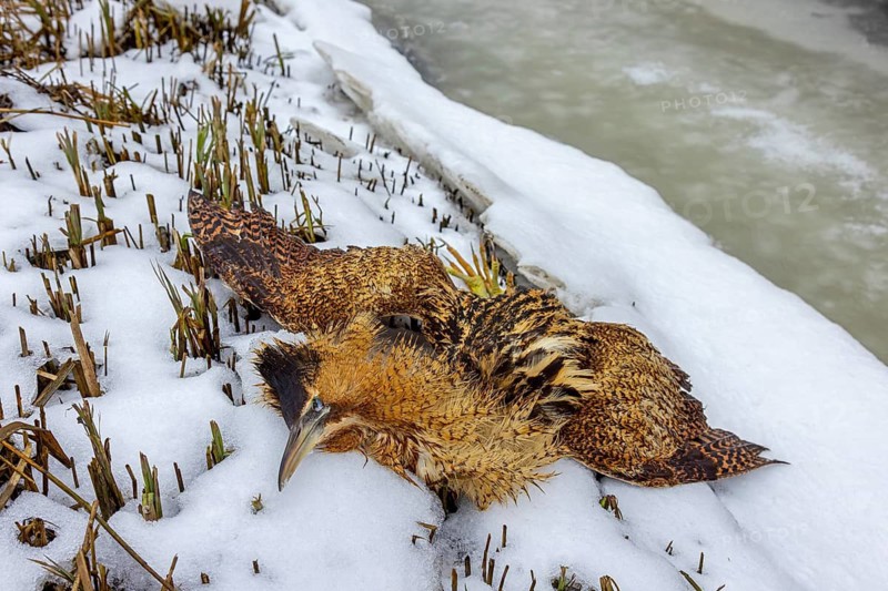 Perished Eurasian bittern, great bittern (Botaurus stellaris) dead corpse lying in the snow in reed bed, reedbed along stream in winter