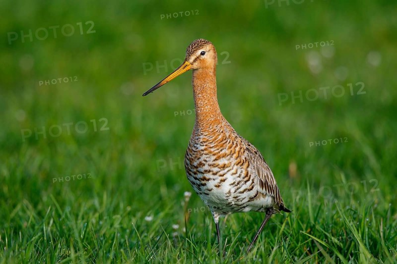 Black-tailed Godwit (Limosa limosa) foraging, Netherlands