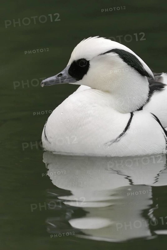Smew (Mergellus albellus) male, California, USA