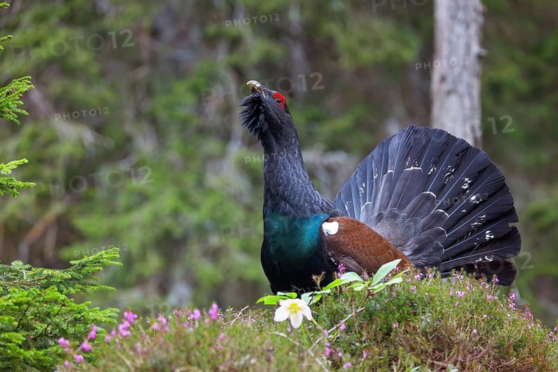 Capercaillie, Western Capercaillie, Tetrao urogallus) in the Wintrer, Capercaillie, Luce, Mountain area, Luce, Styria, Slovenia