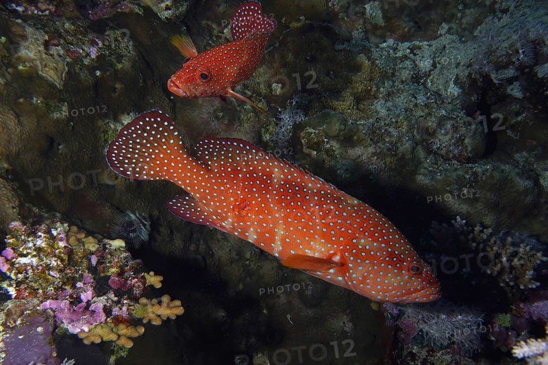Jewelled grouper (Cephalopholis oligosticta)