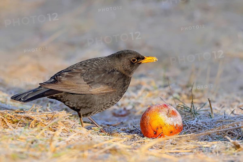 Blackbird (Turdus merula), adult male eats apple in frost, wildlife, thrushes, nature photography, feeding, winter, Siegerland, North Rhine-Westphalia, Germany