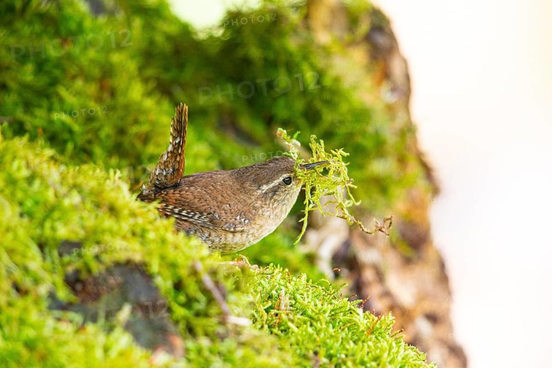 Wren (troglodytes troglodytes) building a nest Germany
