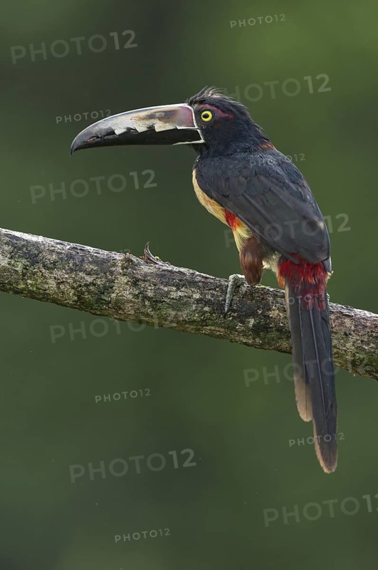 Collared Aracari (Pteroglossus torquatus), Costa Rica