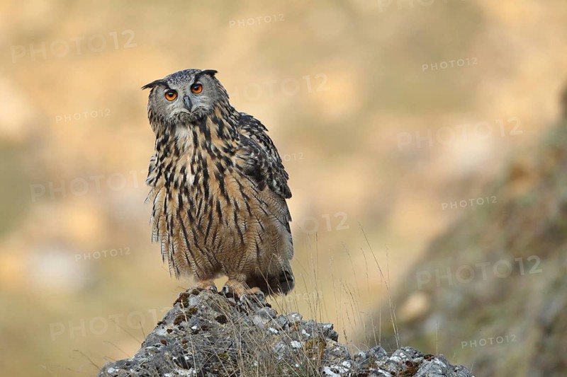 Eurasian Eagle-Owl (Bubo bubo), Baden-Wuerttemberg, Germany