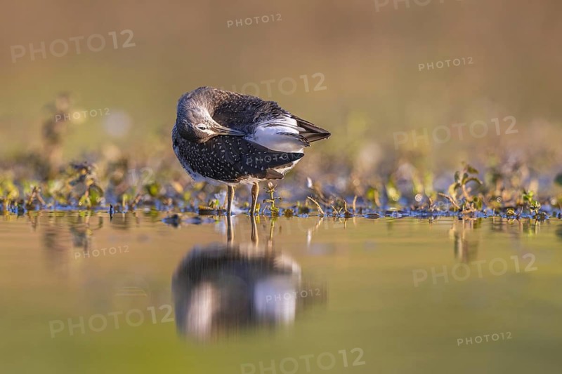Green Sandpiper (Tringa ochropus) preening, North Rhine-Westphalia, Germany