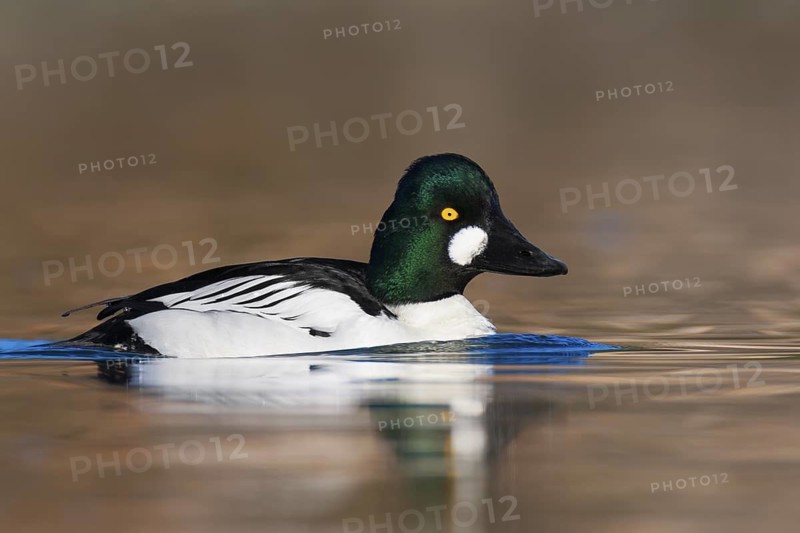 Common Goldeneye (Bucephala clangula) male, British Columbia, Canada