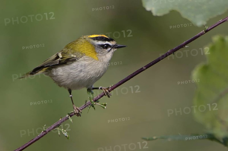 Common Firecrest (Regulus ignicapilla)