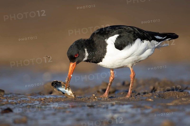 Eurasian oystercatcher (Haematopus ostralegus) adult wading bird feeding on a mussel shell on a mudflat, Norfolk, England, United Kingdom