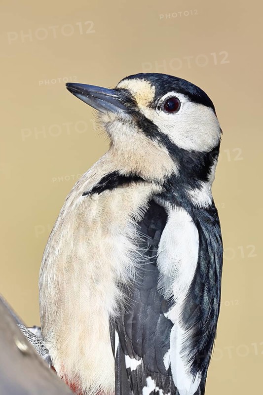 Great spotted woodpecker (Dendrocopos major), male, animal portrait, close-up, Wilnsdorf, North Rhine-Westphalia, Germany