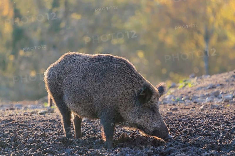 A wild boar (Sus scrofa) searches for food in a clearing backlit by the sun. An autumnal forest can be seen in the background. Bavaria, Germany