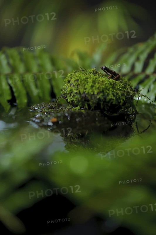 Lovely poison frog (Phyllobates lugubris)
