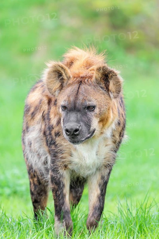 An adult male spotted hyena (Crocuta crocuta) running across a green meadow. Frontal portrait