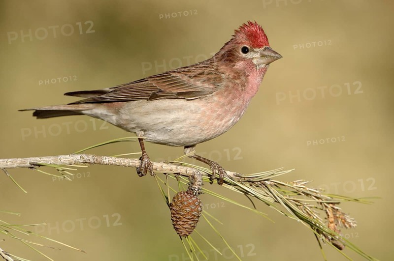 Cassin's Finch (Haemorhous cassinii) male, Texas, USA