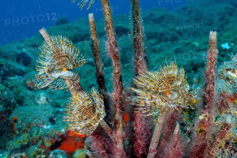 Screw table (Sabella spallanzanii)