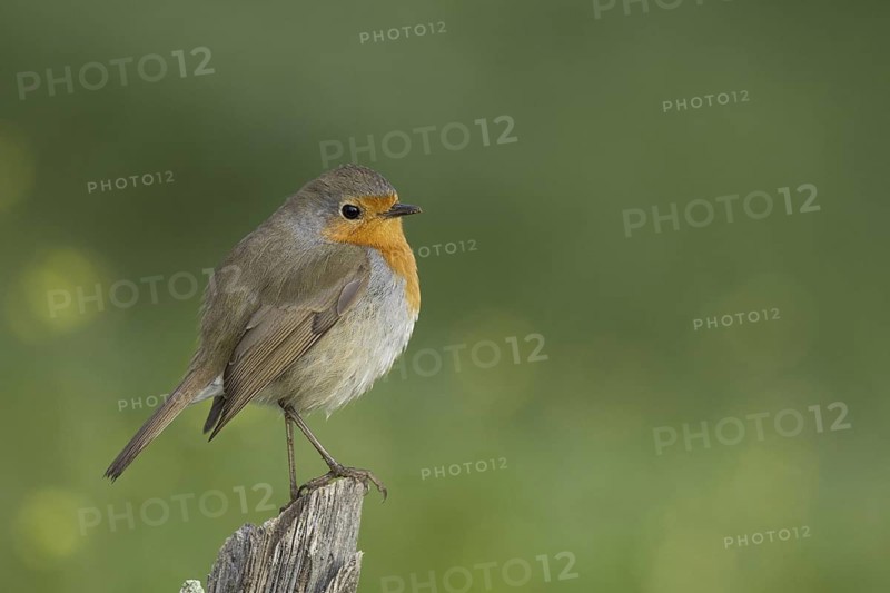 European Robin (Erithacus rubecula), Portugal
