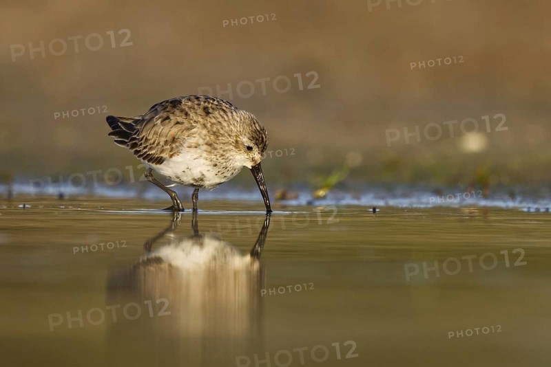 Dunlin (Calidris alpina) foraging, North Rhine-Westphalia, Germany