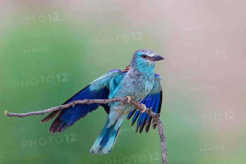 Roller, Almond Crow, (Coracias garrulus), animals, birds, raptors, raptor family, perch, biotope, habitat, Muselievo, Muselievo, Pleven, Bulgaria