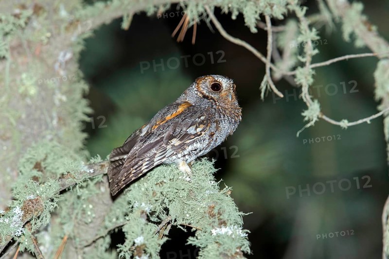 Flammulated Owl Psiloscops flammeolus Santa Catalina Mountains, Pima County, Arizona, United States 4 May Adult Strigidae