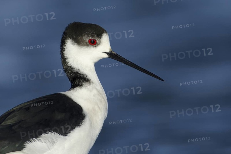 Black-winged Stilt (Himantopus himantopus), Camargue, France