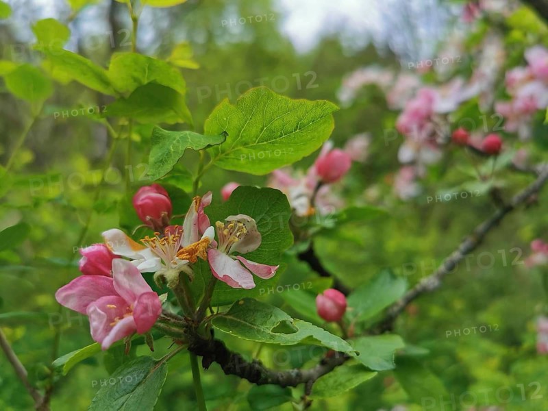 Pink apple blossoms (malus) with green leaves in a natural setting, Berlin