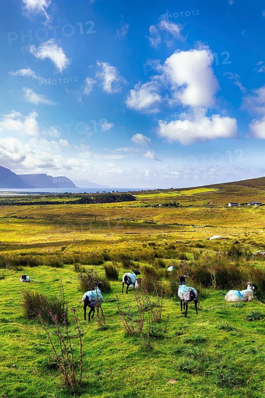 Blue-marked sheep (Ovis aries) in a meadow, coastline on the horizon, Slievemore, Acaill, Achill Island, Mayo, Ireland
