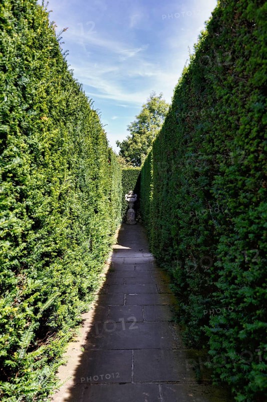 Narrow footpath between two hedges, yew (Taxus baccata), topiary, topiary, Sissinghurst Castle and Garden, light and shade, Cranbrook, Kent, England, Great Britain