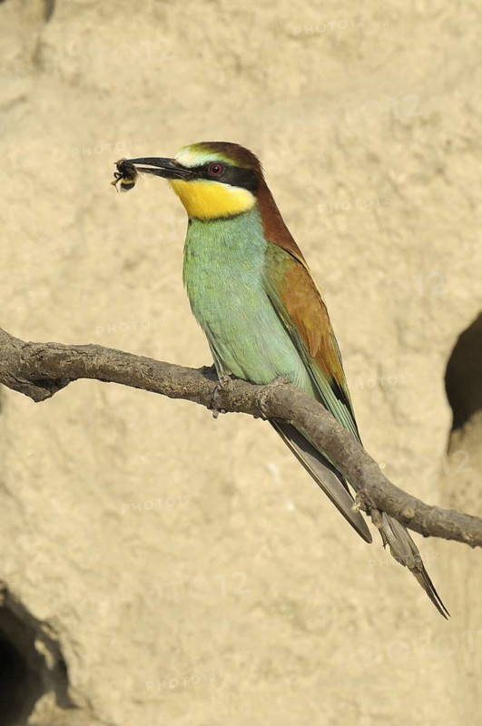European Bee-eater (Merops apiaster), Austria