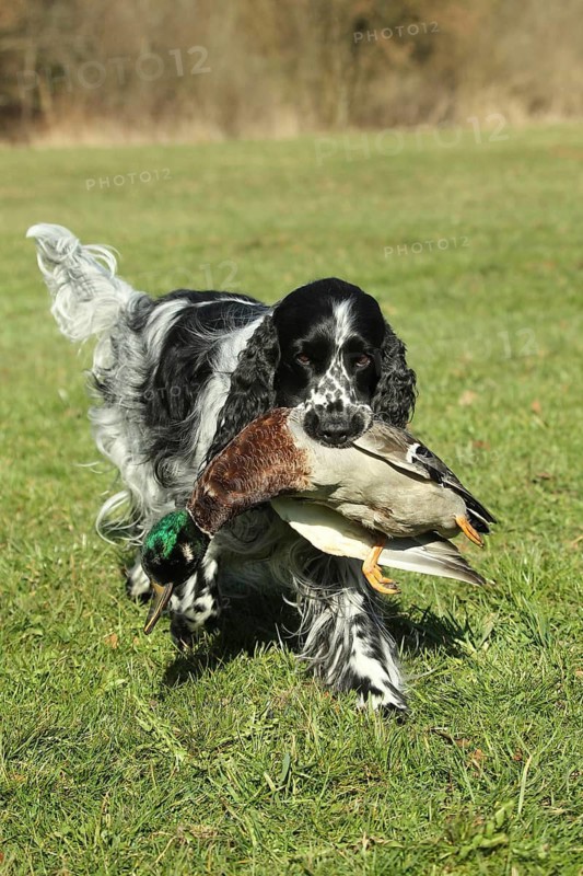 Hunting dog, English Springer Spaniel, female, black and white, retrieves mallard drakes (Anas platyrhynchos) for training purposes, Allgäu, Bavaria, Germany