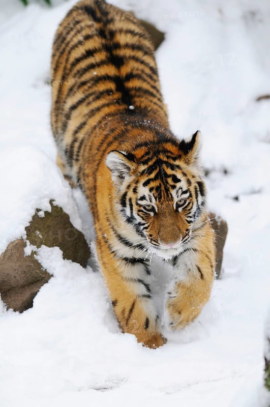 A tiger cub moves cautiously through the snow, full of determination, Siberian tiger (Panthera tigris altaica), captive, occurrence Russia, North Korea and China