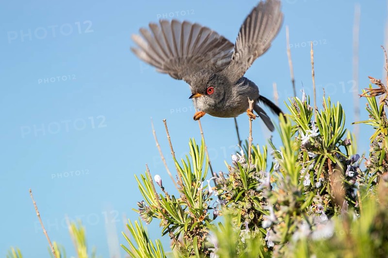 Balearic Warbler (Sylvia balearica) male, Ibiza, Spain