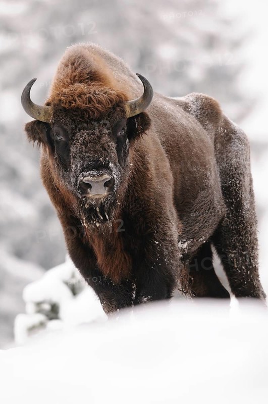 A proud male bison stands in the snow, surrounded by winter landscape, bison (Bos bonasus), Bavarian Forest National Park, Bavaria