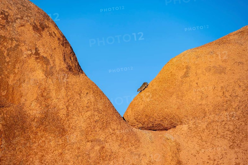 Rock hyrax (Procavia capensis) walks down on a big boulder, Pontok-Berge, Spitzkoppe, Große Spitzkuppe Nature Reserve, Namibia