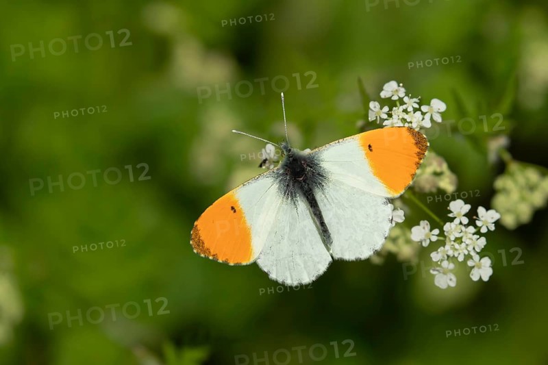 Orange tip butterfly (Anthocharis cardamines) adult male insect feeding on a garden white flower in spring, Suffolk, England, United Kingdom
