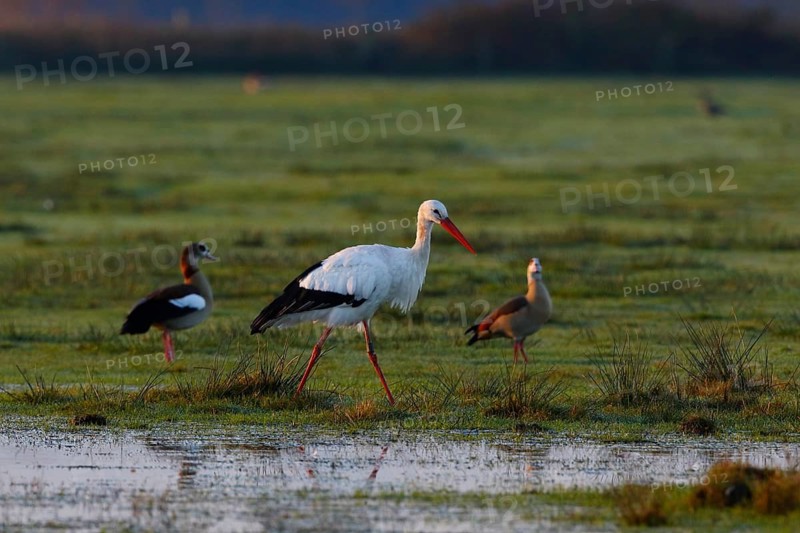 White Stork & Egyptian Goose (Ciconia ciconia & Alopochen aegyptiaca) foraging, North Rhine-Westphalia, Germany