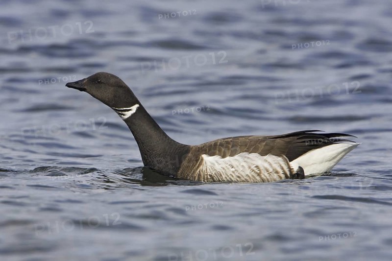 Brant Goose (Branta bernicla), British Columbia, Canada