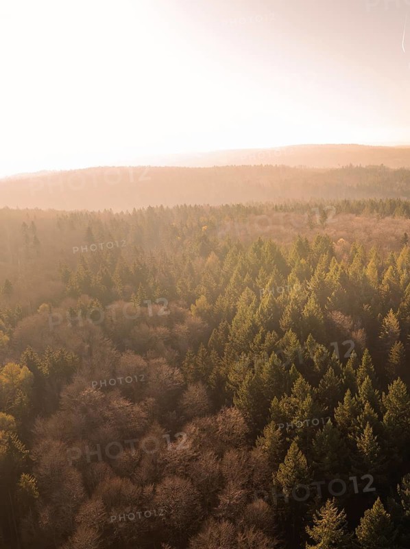 Forest landscape at sunset with warm light over the trees, Gechingen, district of Calw, Black Forest, Germany