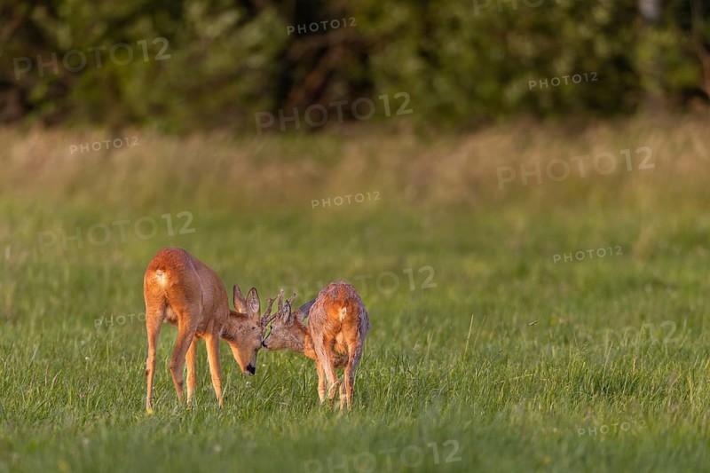 Obviously both roebucks (Capreolus capreolus) enjoy the physical contact, summer, summer coat, June, Germany