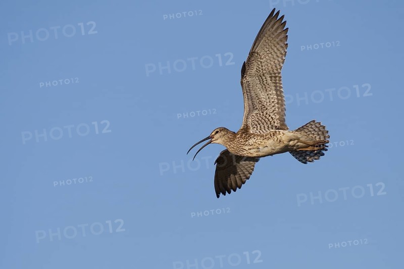 Whimbrel (Numenius phaeopus) flying, Iceland