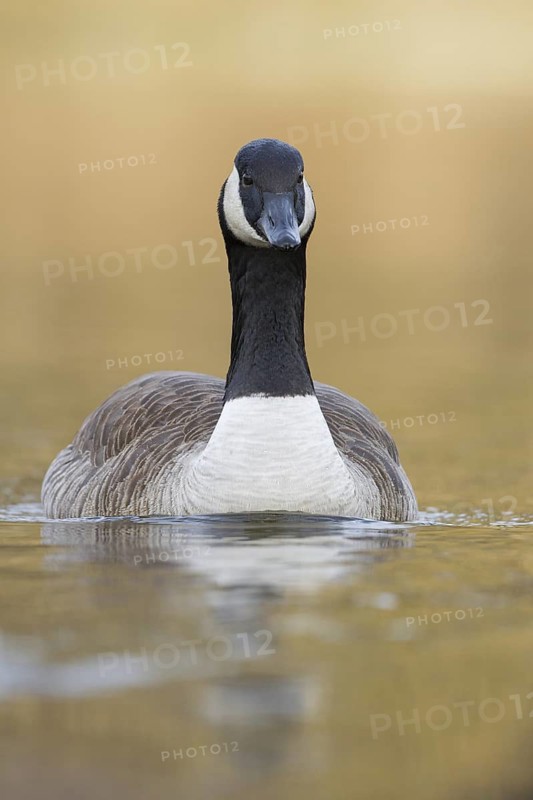 Canada Goose (Branta canadensis), Bavaria, Germany