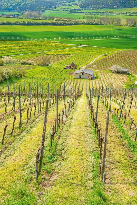 View over vineyard into the Unstrut valley in spring, near Laucha (Unstrut), Burgenlandkreis, Saxony-Anhalt, Germany