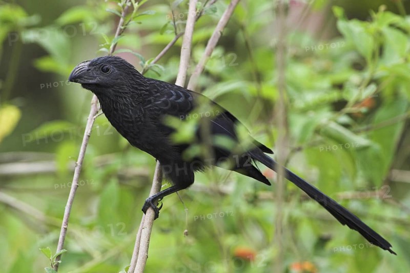 Groove-billed Ani (Crotophaga sulcirostris), Costa Rica