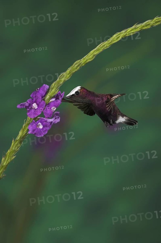 Snowcap (Microchera albocoronata), Costa Rica