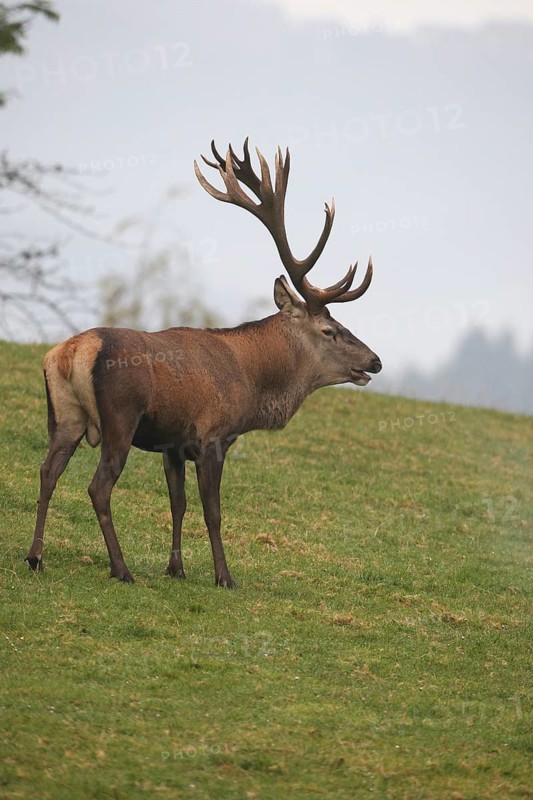 Red deer (Cervus elaphus) in a mountain meadow during the rut, Allgäu, Bavaria, Germany