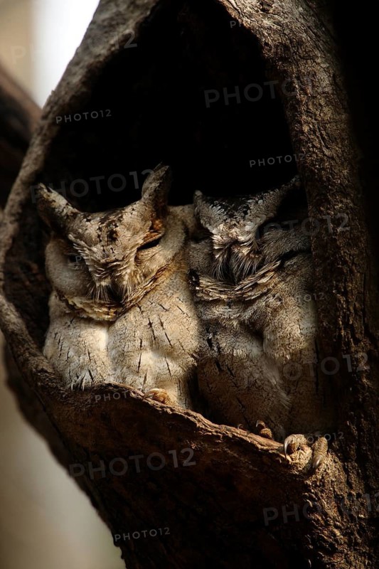 Collared Scops Owl (Otus lettia) juvenile, Rajasthan, India