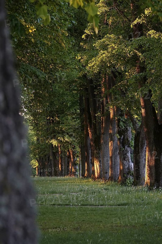 Beautiful avenue in the morning light, May, Germany